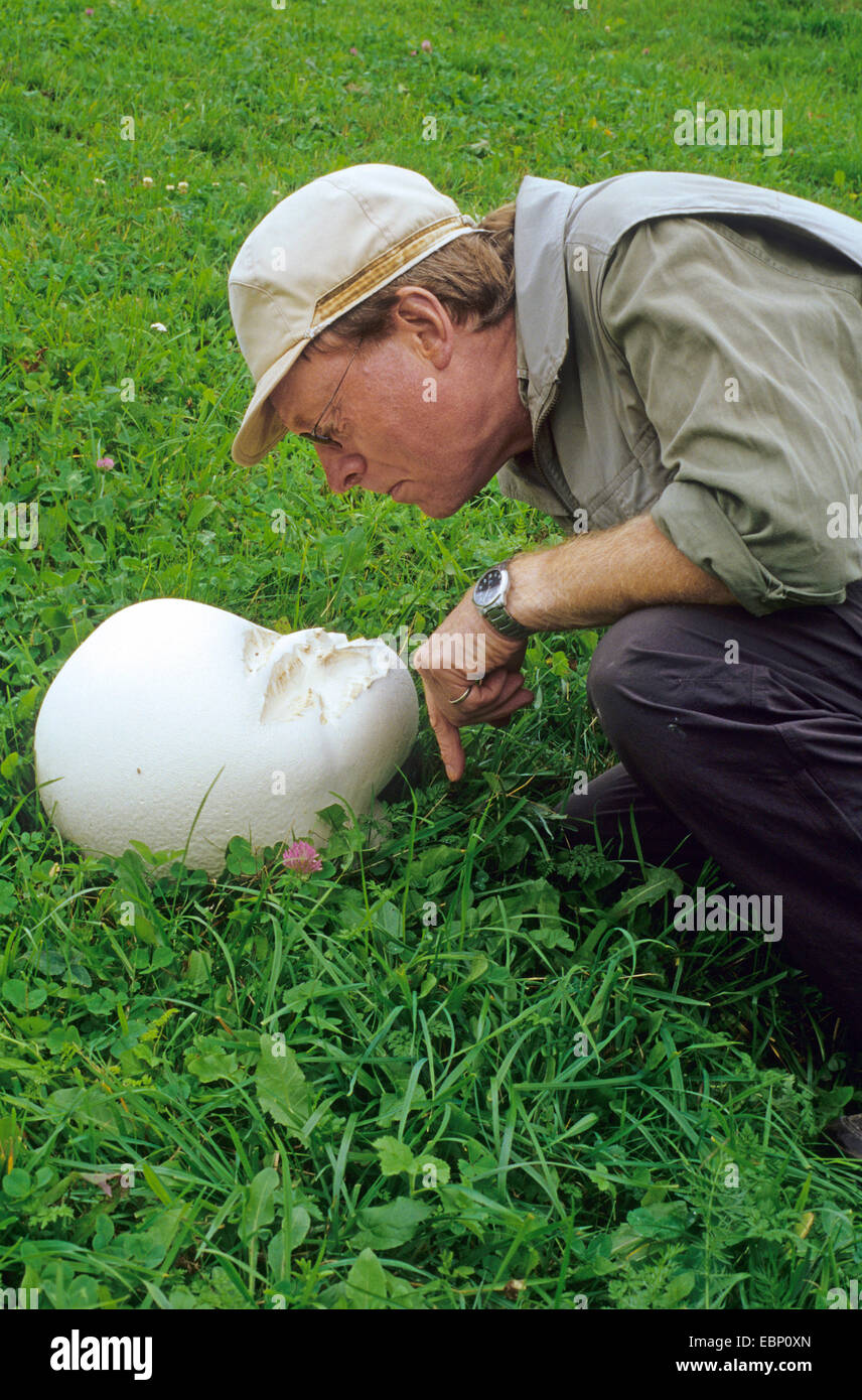 Giant puffball, Puffball mushroom (Calvatia gigantea, Langermannia gigantea, Lycoperdon gigantea, Clavatia maxima), man looking at giant puffball in a meadow, Italy, South Tyrol Stock Photo
