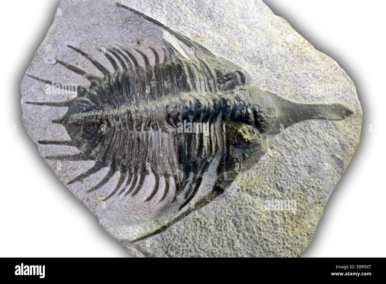 trilobite (Psychopyge elegans), Devonian trilobite (410-360 million years), location Morocco Stock Photo