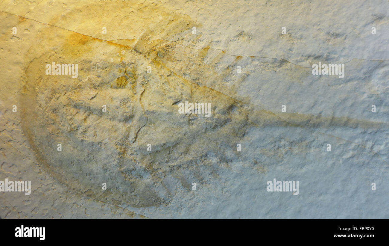 Horseshoe crabs (Mesolimulus walchi), Horseshoe crab with tracks from