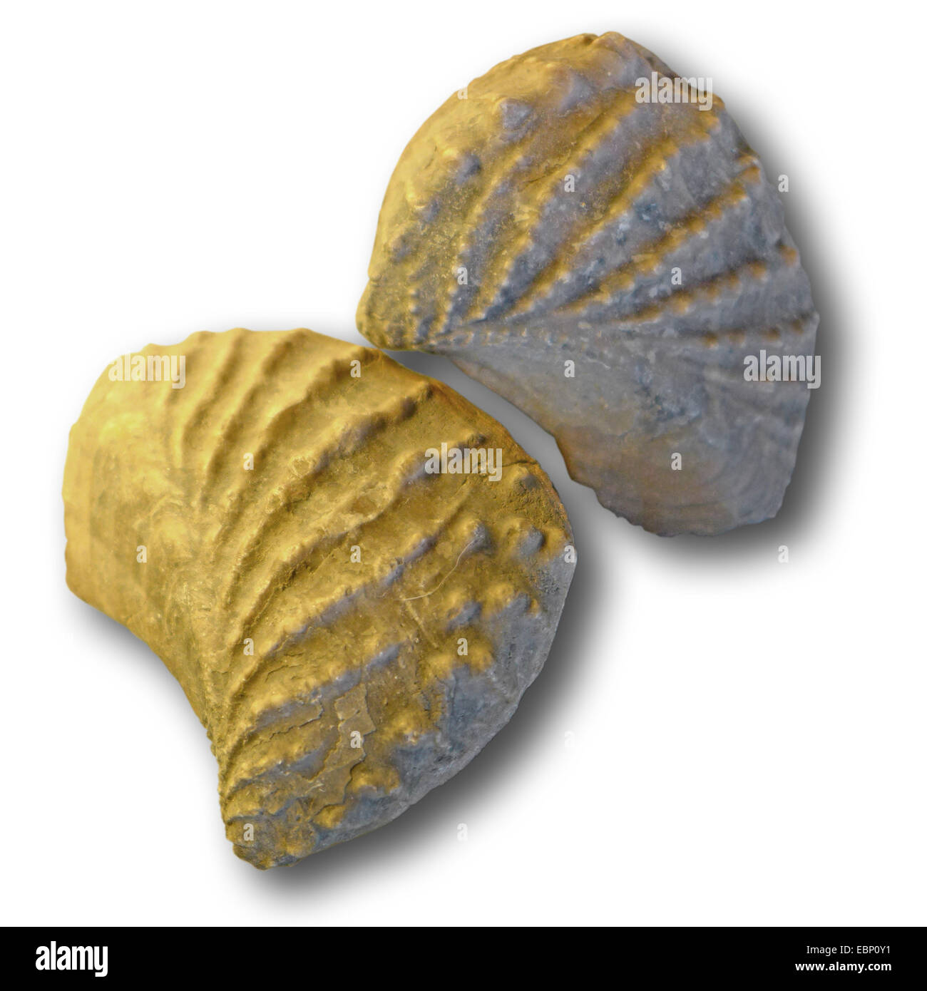Trigoniidae (Trigonia navis), fossile Trigoniidae from Jurassic (210-140 million years), locality: Germany Stock Photo