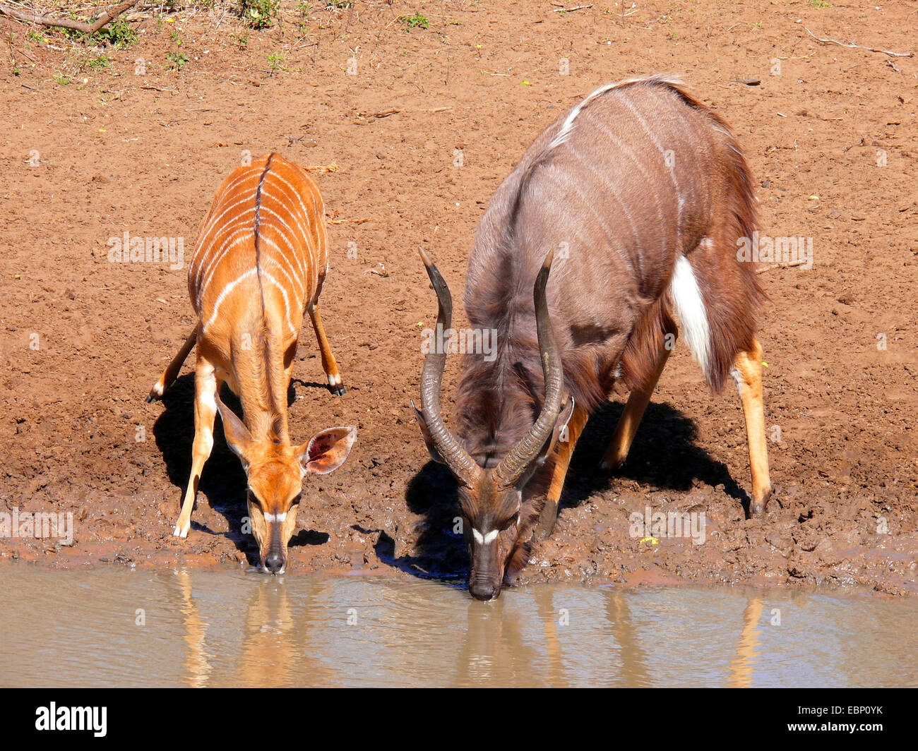 nyala (Tragelaphus angasi), male and female at the waterhole, South Africa Stock Photo
