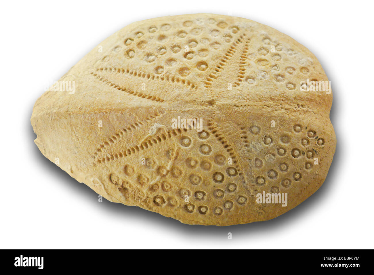 Sea-urchin (Breynia sundaica), fossile sea urchin from neogene (5-2,5 millione years), locality: Indonesia Stock Photo