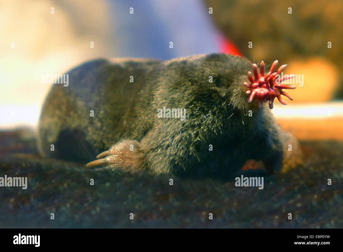 Star-nosed mole (Condylura cristata), snout with pink fleshy appendages used as a touch organ Stock Photo