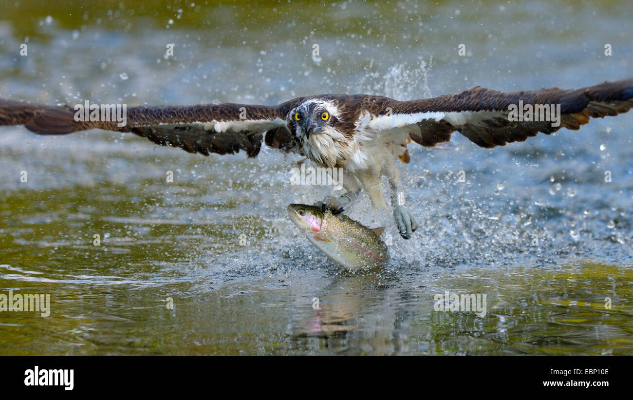 osprey, fish hawk (Pandion haliaetus), eagle with prey in the claws starting from water surface, Finland Stock Photo