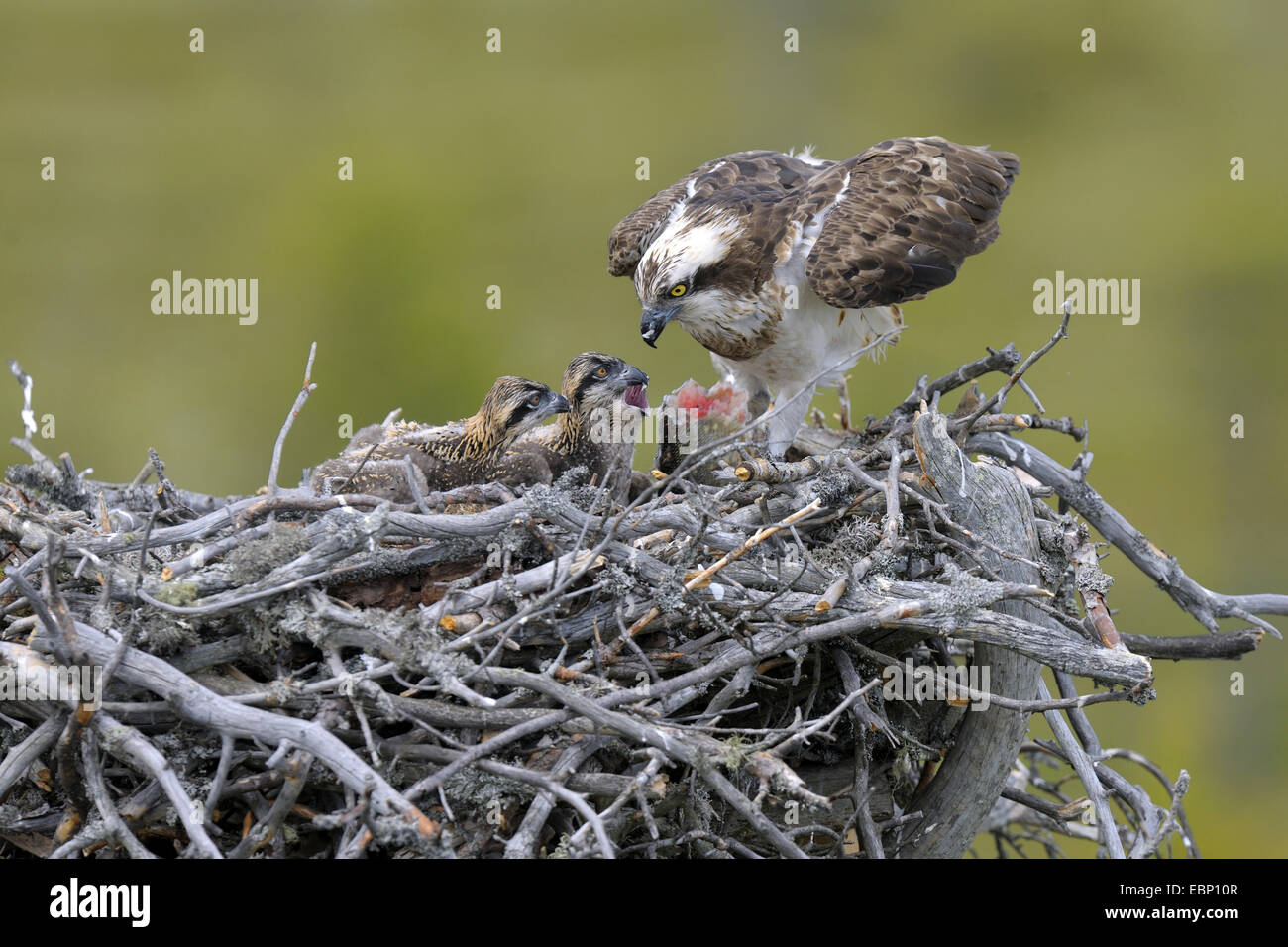 osprey, fish hawk (Pandion haliaetus), female on the nest feeding its chicks with fish, Finland Stock Photo
