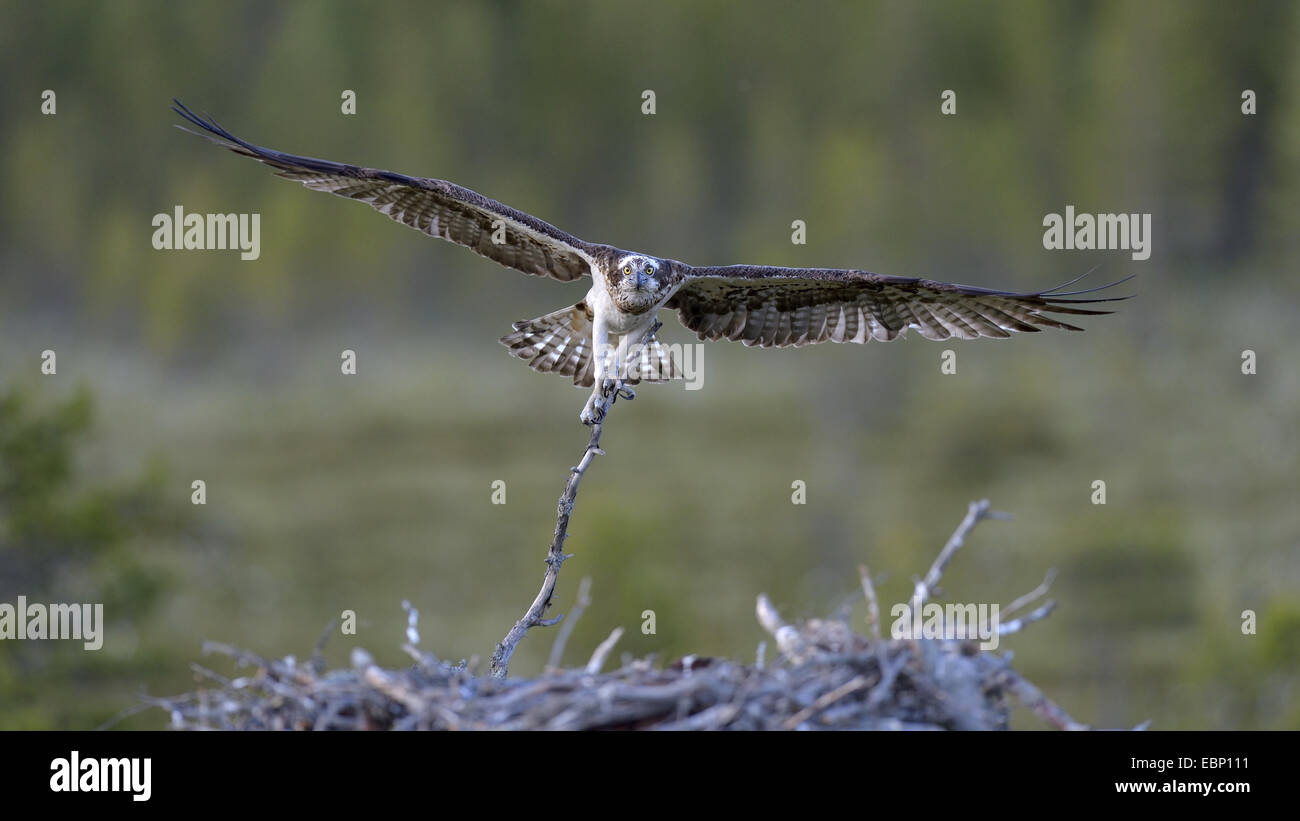osprey, fish hawk (Pandion haliaetus), flying female with branch in the claw for nest building, Finland Stock Photo