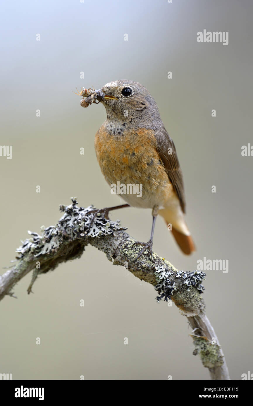 common redstart (Phoenicurus phoenicurus), female on a branch with spider in the beak, Finland Stock Photo