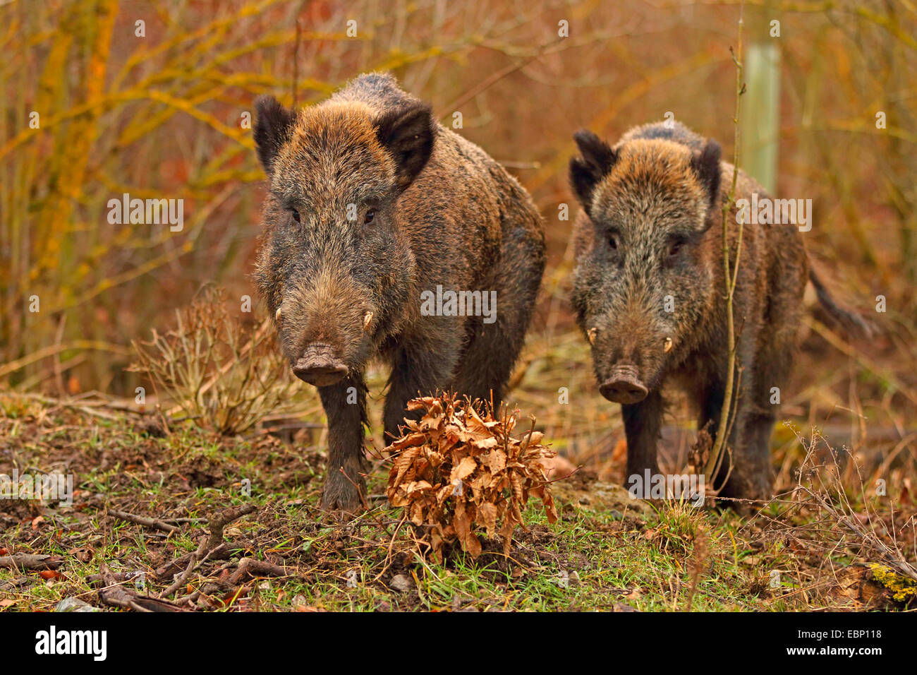 wild boar, pig, wild boar (Sus scrofa), two tuskers in winter, Germany, Baden-Wuerttemberg Stock Photo