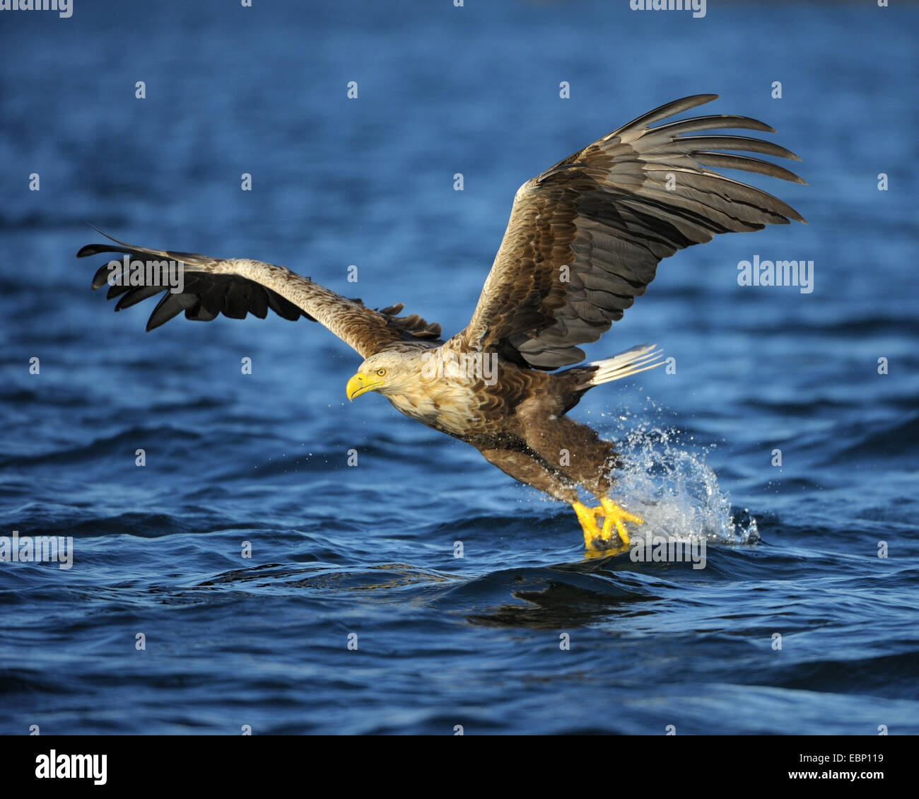 white-tailed sea eagle (Haliaeetus albicilla), hunting grasping the prey, Norway Stock Photo