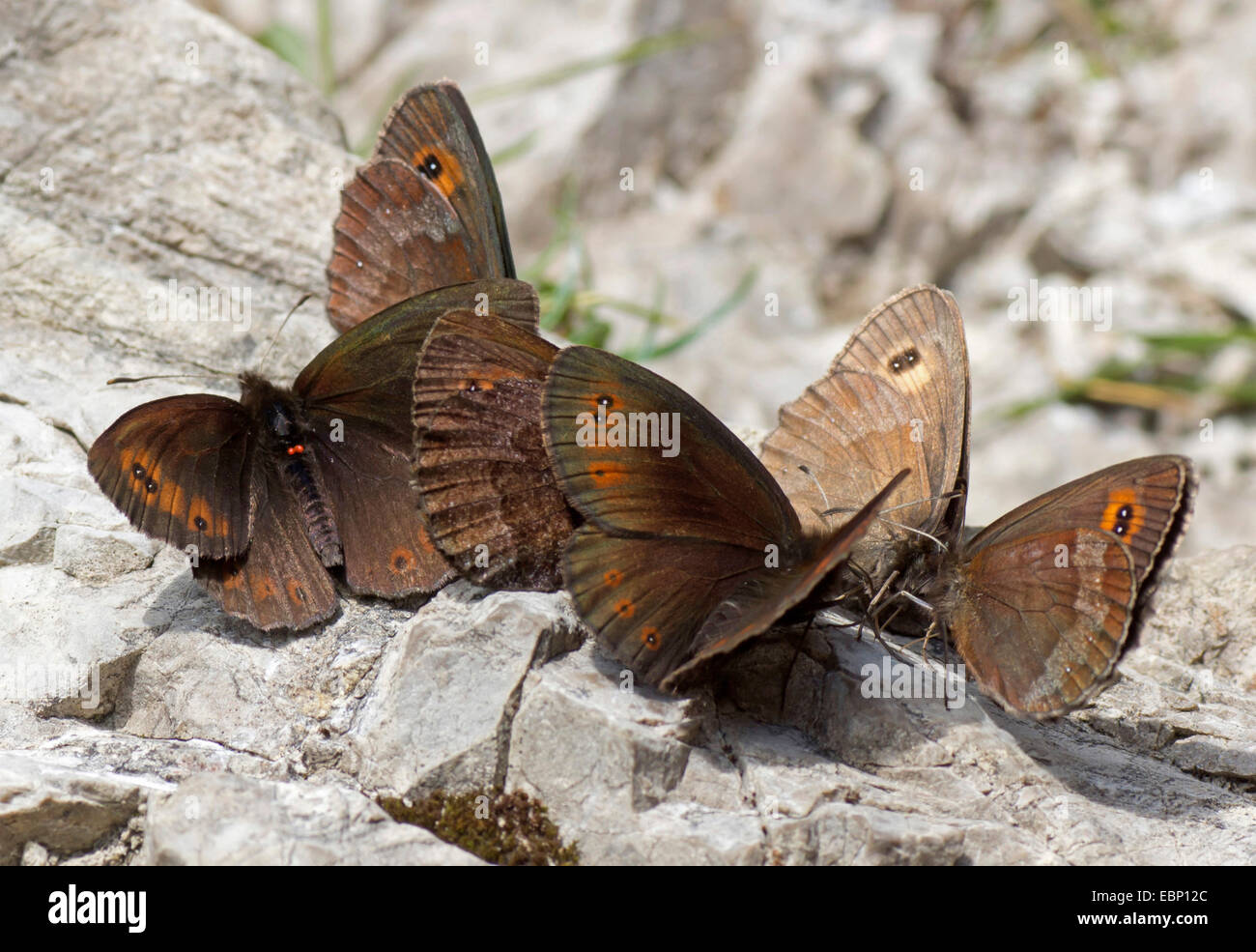 ringlets (Erebia spec.), group of ringlets on the ground, Germany, Bavaria, Oberbayern, Upper Bavaria, Ammergebirge Stock Photo