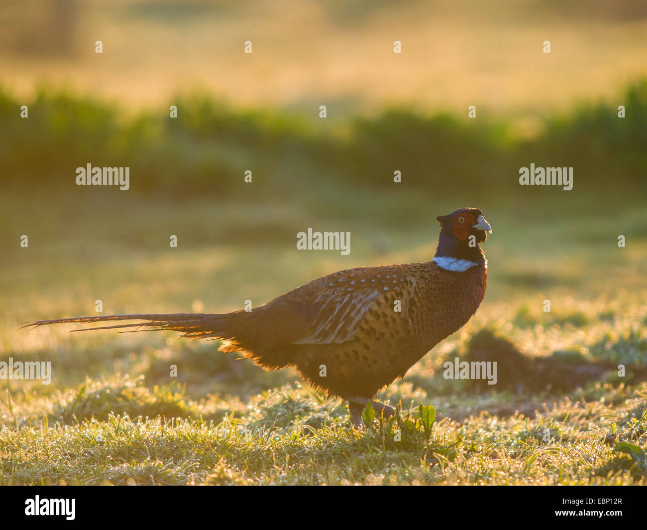 common pheasant, Caucasus Pheasant, Caucasian Pheasant (Phasianus ...