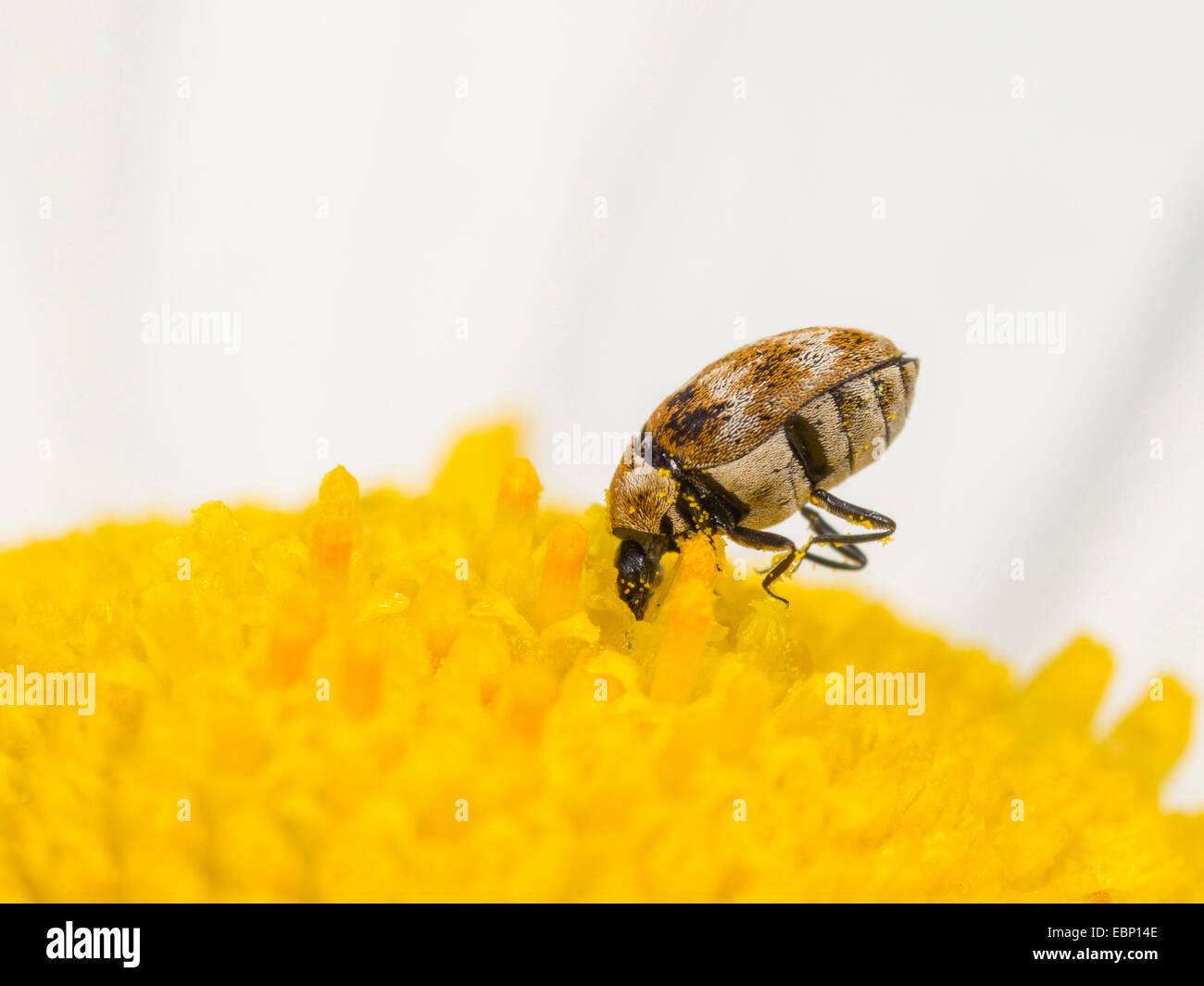 varied carpet beetle (Anthrenus verbasci), suckling nectar from the tubular flowers of a daisy, Germany Stock Photo