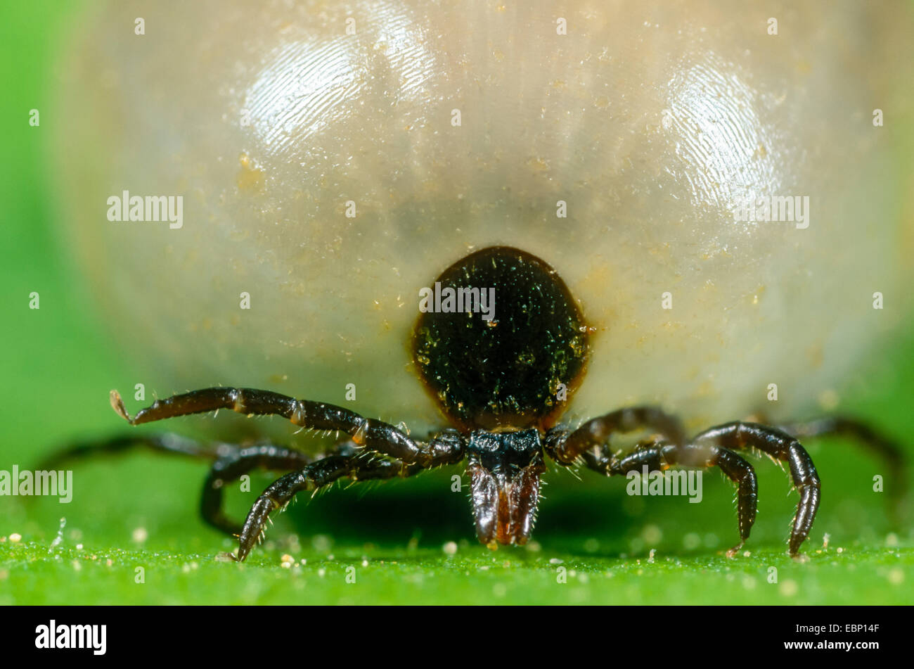 European castor bean tick, European sheep tick (Ixodes ricinus), fully sucked female on a leaf just before egg deposition, Germany Stock Photo