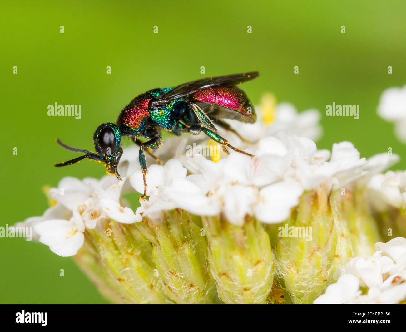 Cuckoo wasp (Hedychrum niemelaei), female cleans itself on common yarrow, Germany Stock Photo