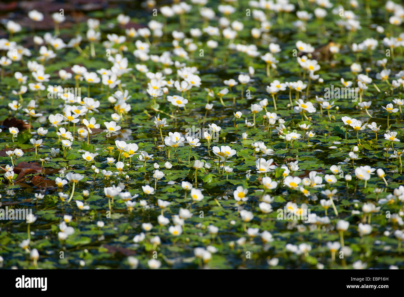 Pond Water-crowfoot, Pond Water crowfoot (Ranunculus peltatus, Ranunculus aquatilis ssp. peltatus), blooming, Germany Stock Photo
