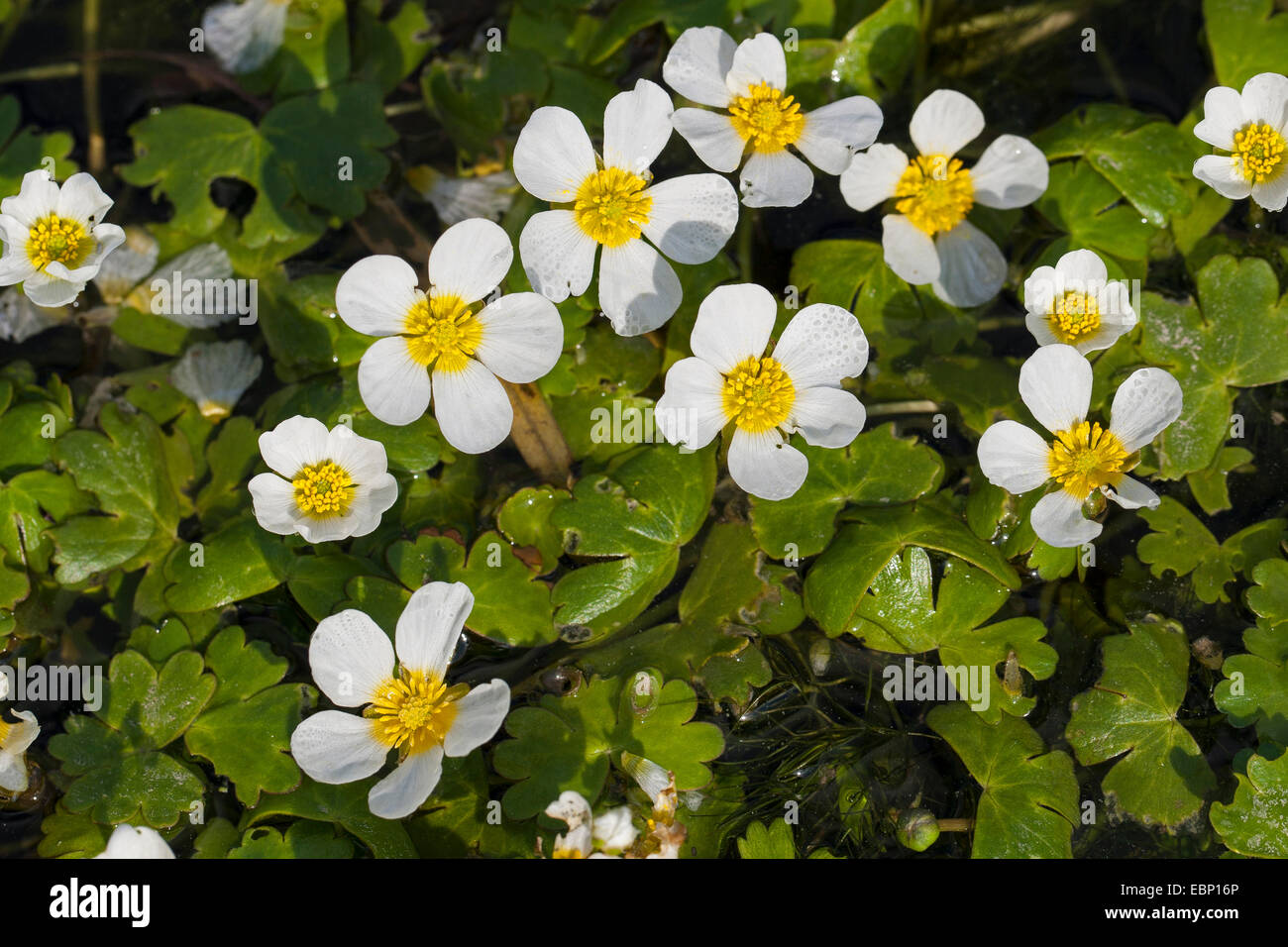 Pond Water-crowfoot, Pond Water crowfoot (Ranunculus peltatus, Ranunculus aquatilis ssp. peltatus), blooming, Germany Stock Photo