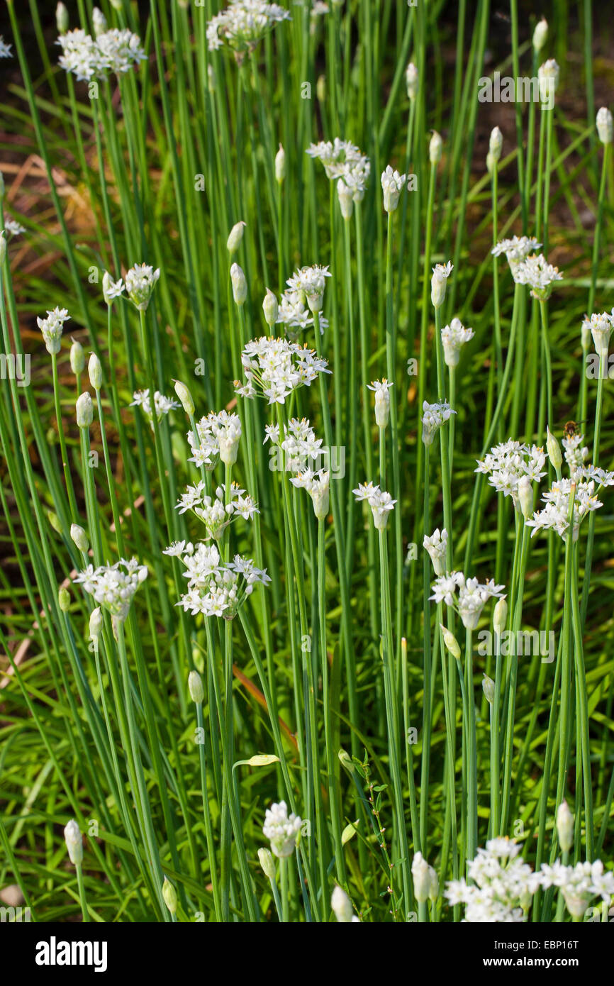 Chinese Chives, Oriental Garlic, garlic chives, Chinese leek (Allium