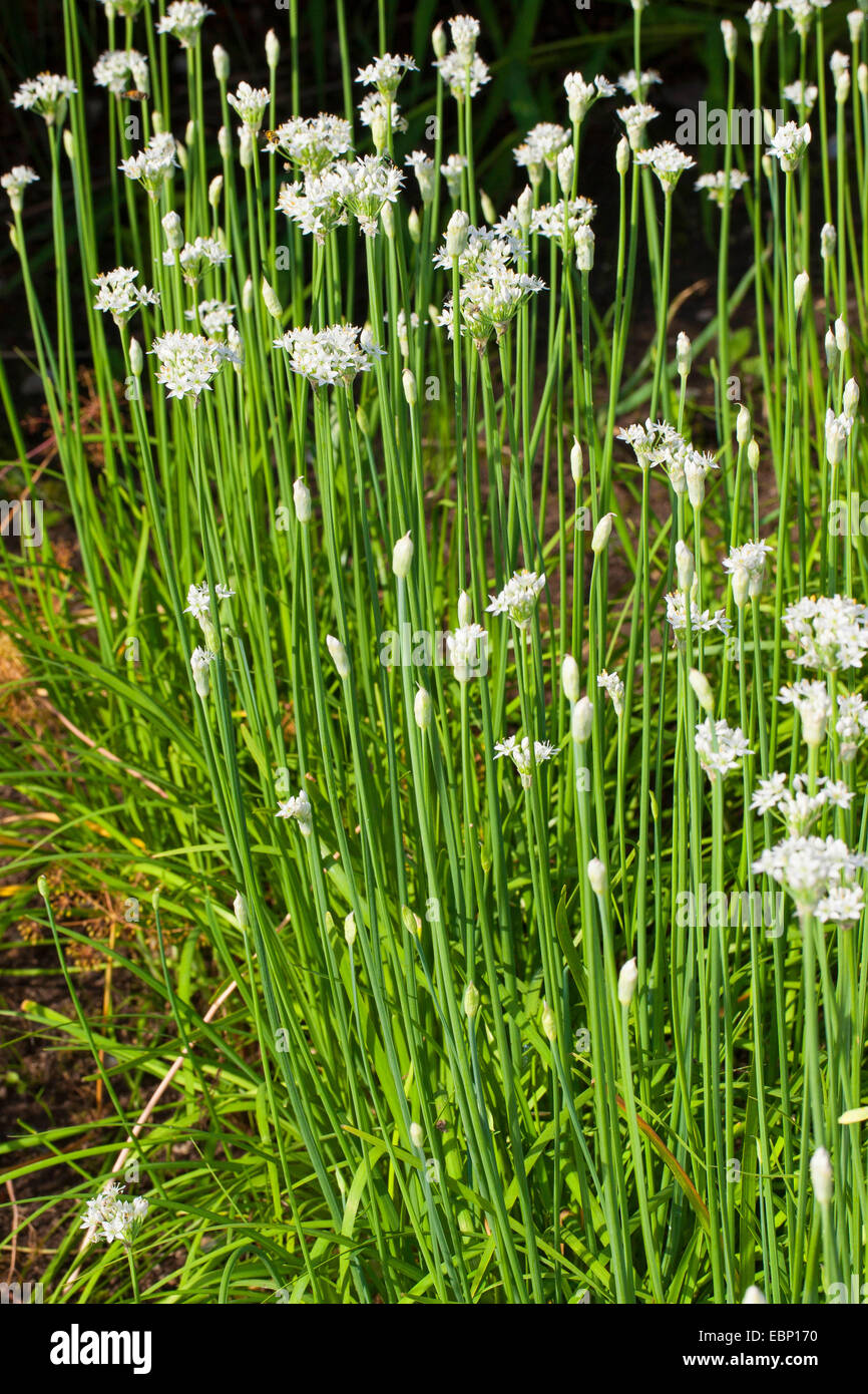 Chinese Chives, Oriental Garlic, garlic chives, Chinese leek (Allium tuberosum), blooming Stock