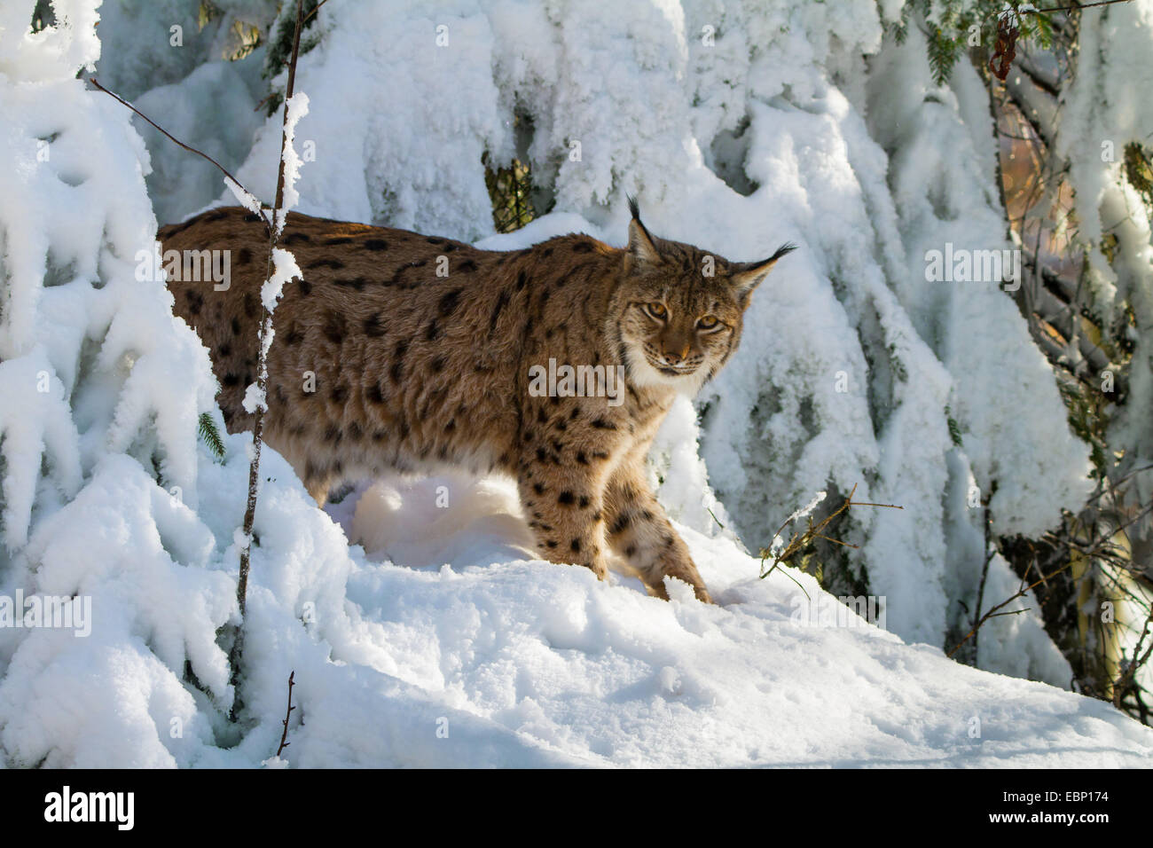 northern lynx (Lynx lynx lynx), walking through a winter forest, Germany, Bavaria, Bavarian Forest National Park Stock Photo