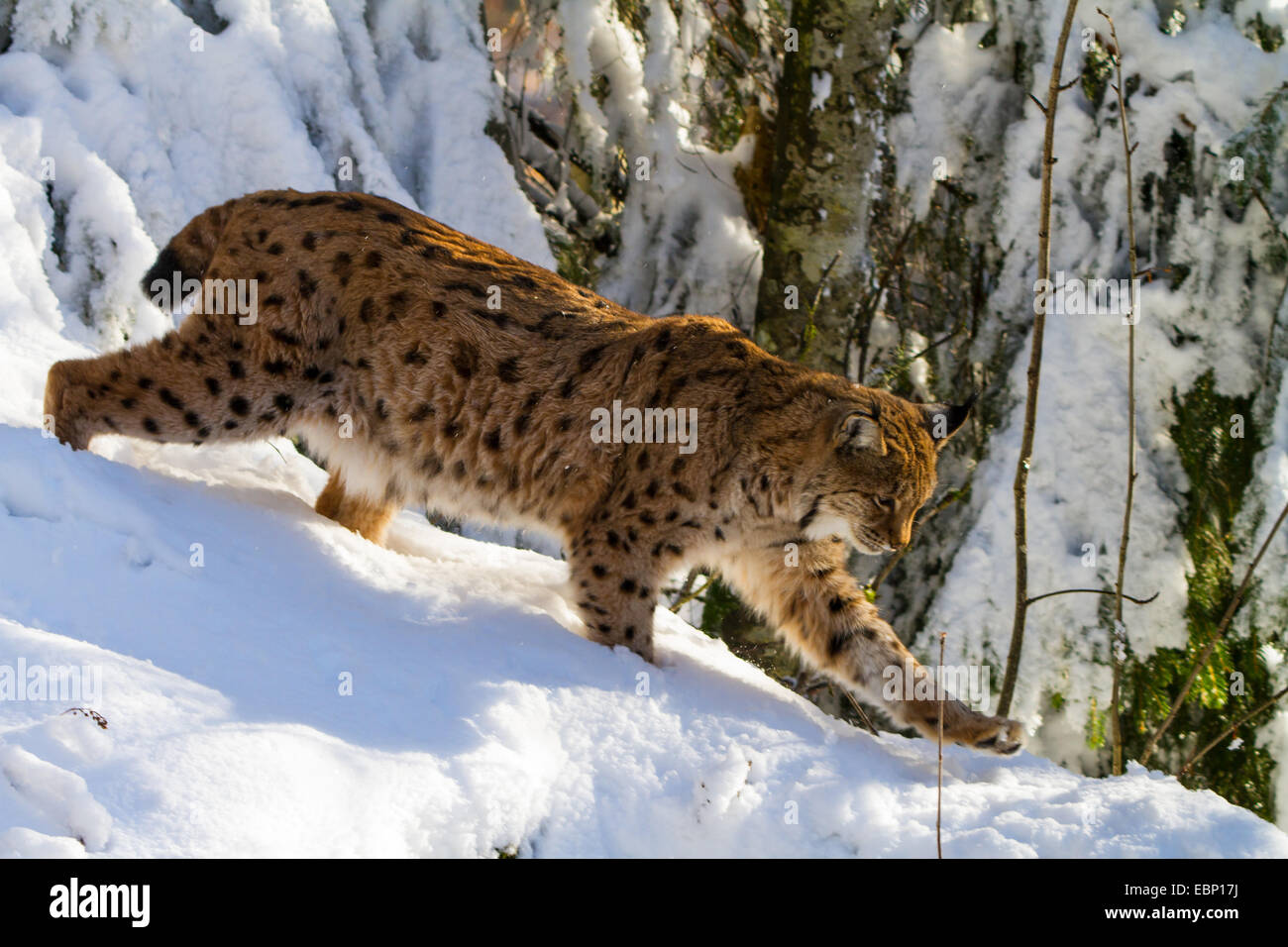 northern lynx (Lynx lynx lynx), walking through a winter forest, Germany, Bavaria, Bavarian Forest National Park Stock Photo