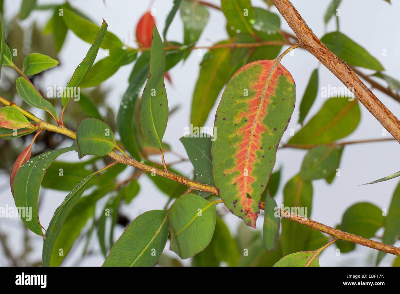 Longbeak eucalyptus, river redgum, river red gum (Eucalyptus camaldulensis), branch Stock Photo