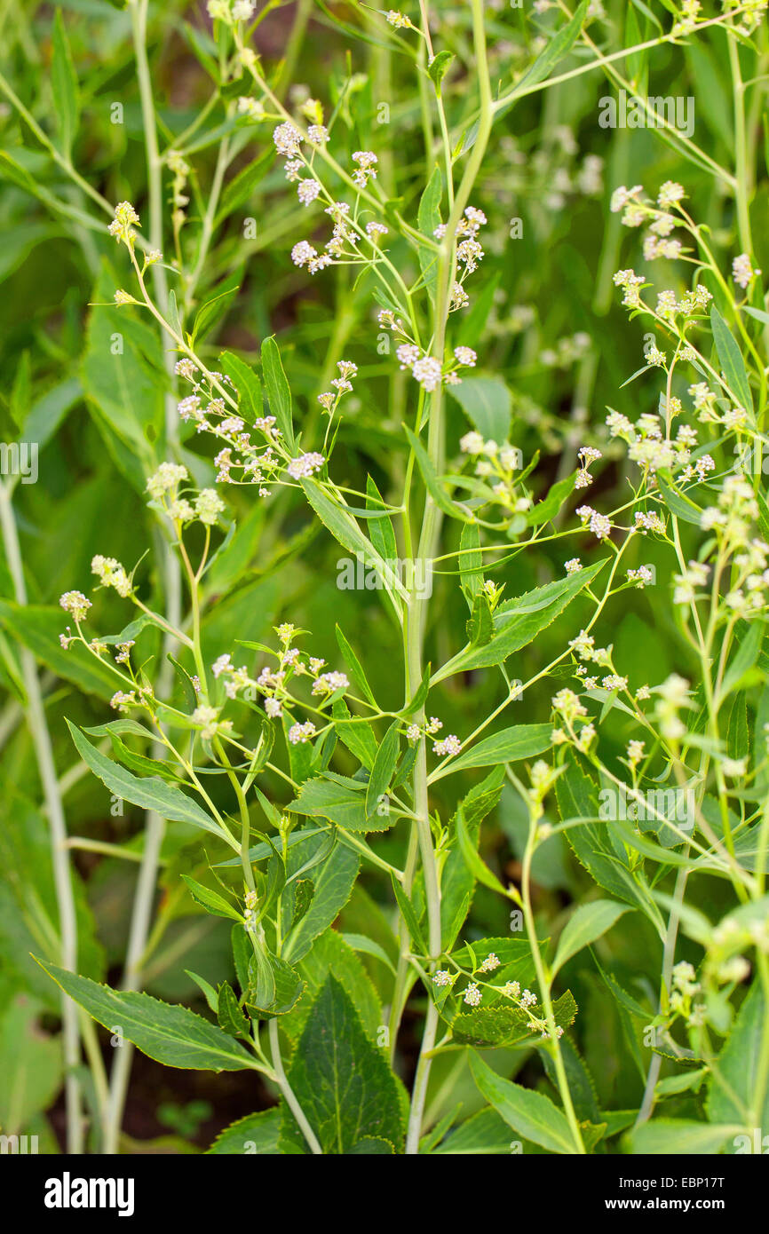 Dittander, Perennial pepperweed, BroadLeaf PepperGrass, Broadleaved