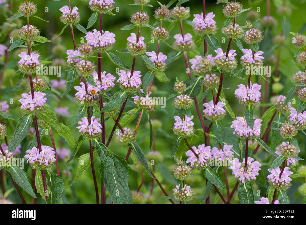 Tuberous jerusalem sage (Phlomis tuberosa, Phlomoides tuberosa), blooming Stock Photo