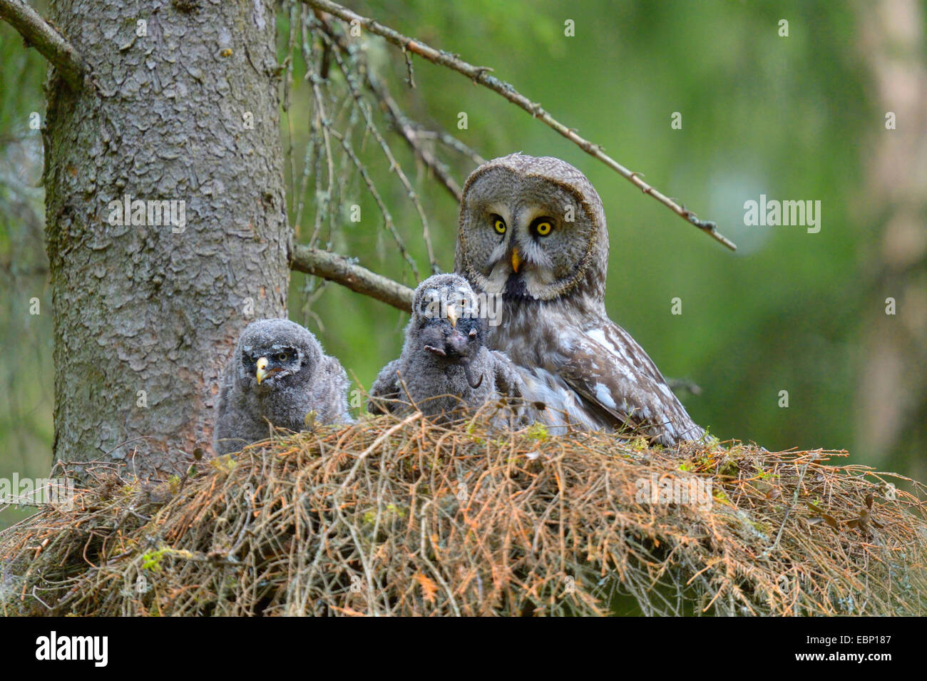 great grey owl (Strix nebulosa), on the nest with chicks, Finland Stock Photo