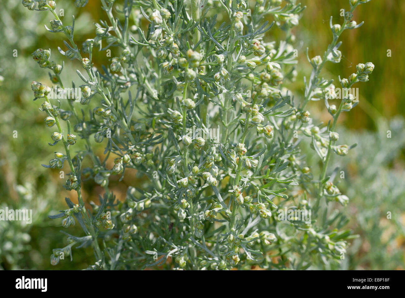 Sea wormwood, Sea-wormwood, Old woman (Artemisia maritima, Seriphidium maritimum), blooming, Germany Stock Photo