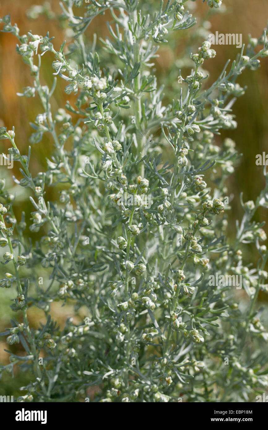 Sea wormwood, Sea-wormwood, Old woman (Artemisia maritima, Seriphidium maritimum), blooming, Germany Stock Photo