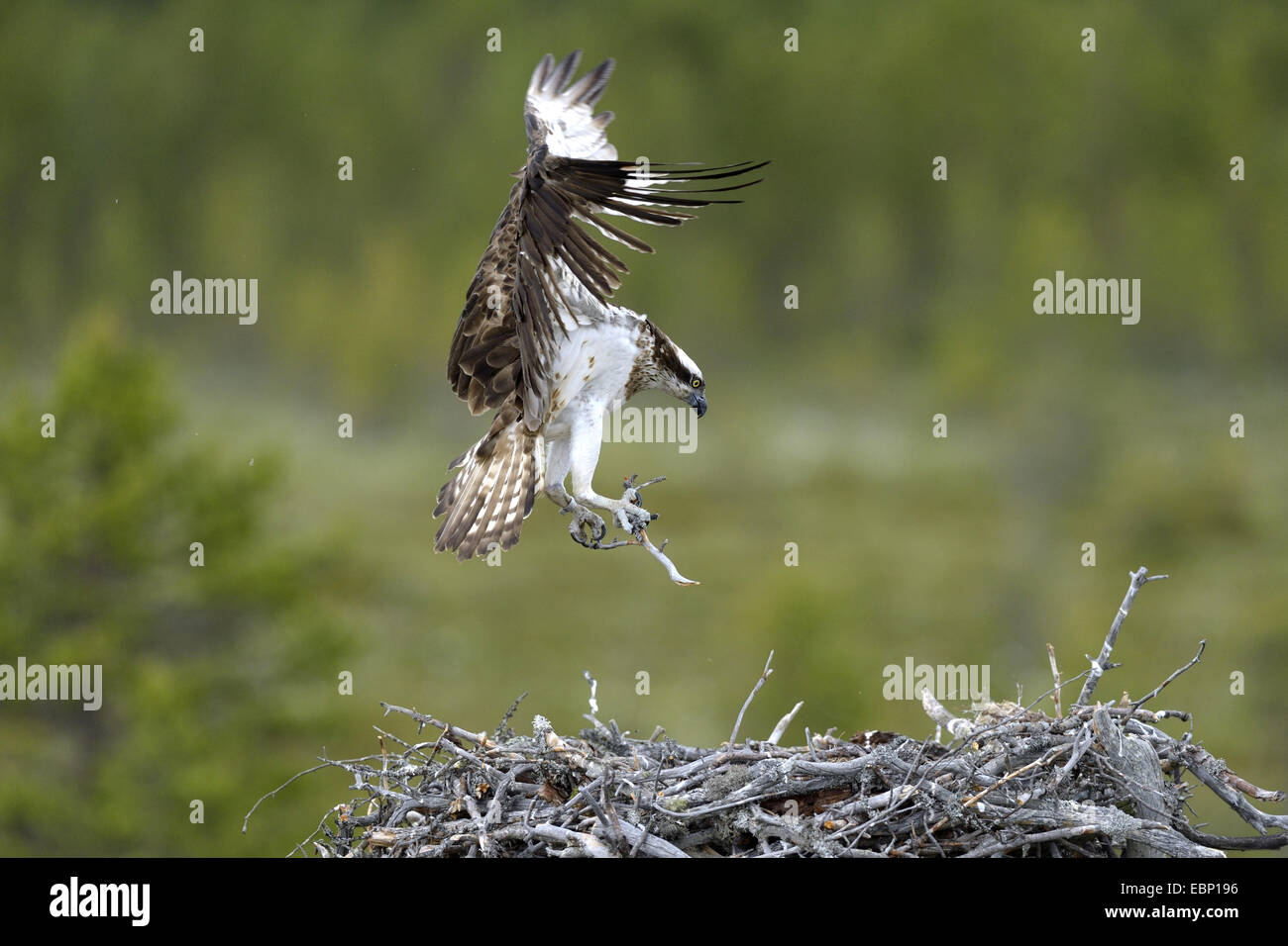 osprey, fish hawk (Pandion haliaetus), flying female with branch in the claw for nest building, Finland Stock Photo