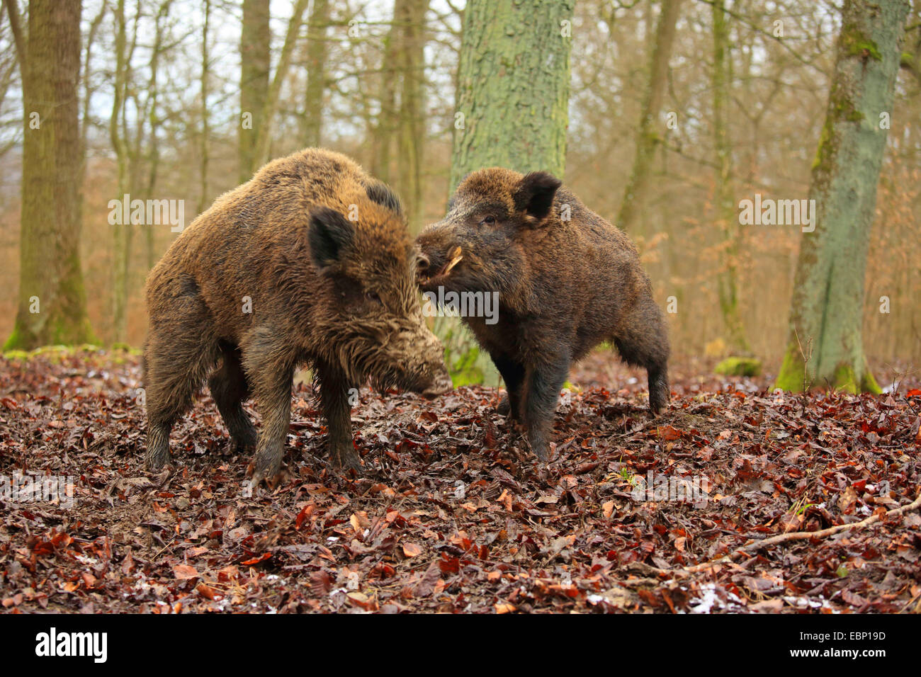 wild boar, pig, wild boar (Sus scrofa), fighting tuskers, Germany, Baden-Wuerttemberg Stock Photo