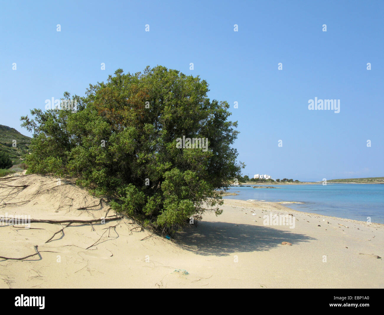 Prickly Juniper, Cade, Prickly Cedar, Cade Juniper, Sharp Cedar, Large-fruited Juniper (Juniperus oxycedrus ssp. macrocarpa, Juniperus macrocarpa), on the beach, Greece, Peloponnese, Elafonisos Stock Photo