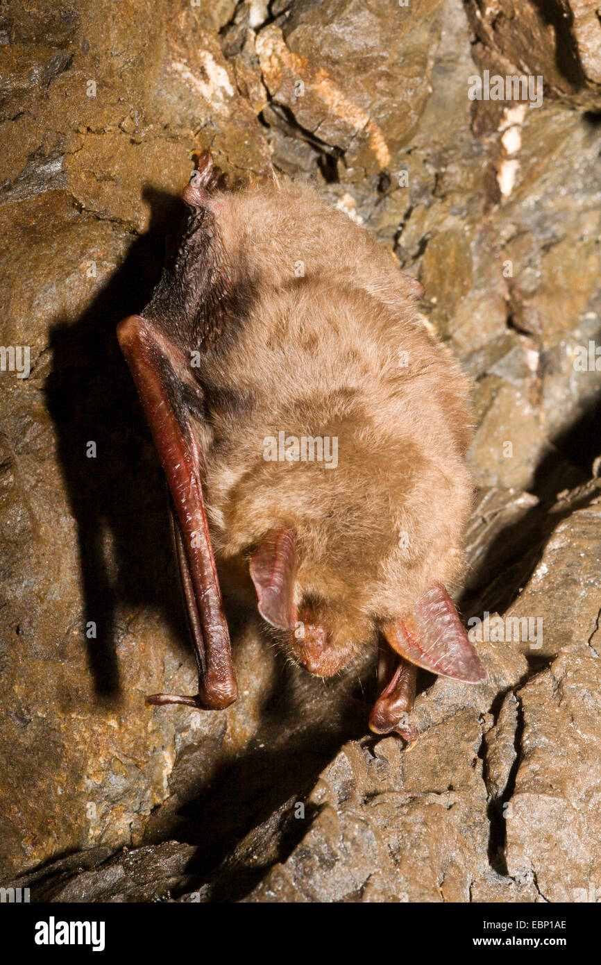 Greater Mouseeared bat, Large MouseEared Bat (Myotis myotis), hanging