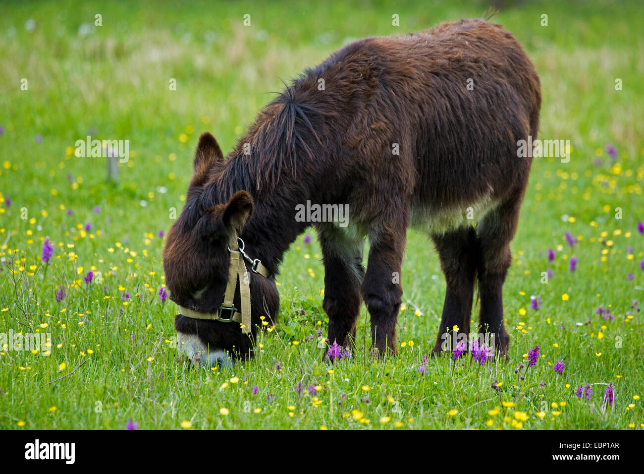 Domestic donkey (Equus asinus asinus), grazing in a blooming meadow ...