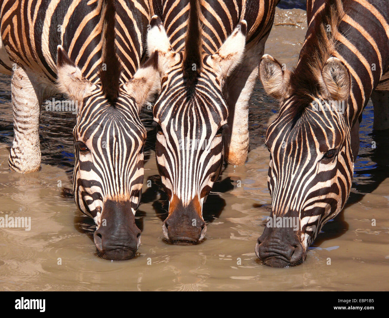 Burchell's zebra, zebra, Common zebra (Equus quagga burchelli, Equus burchelli), drinking, heads close together, South Africa Stock Photo