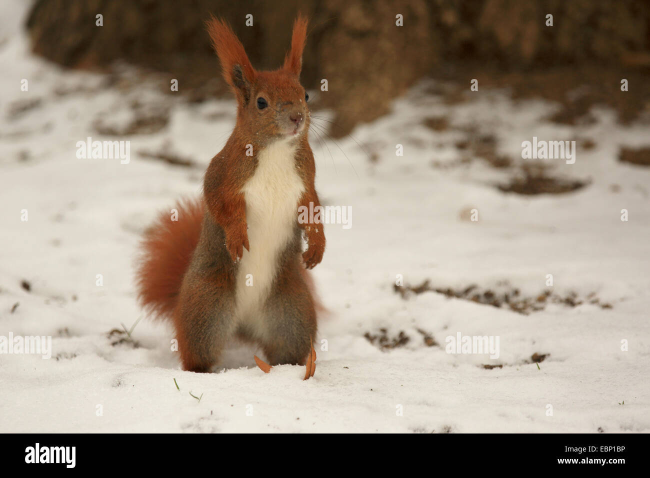European red squirrel, Eurasian red squirrel (Sciurus vulgaris), standing on the hind legs in the snow, Germany, Saxony Stock Photo