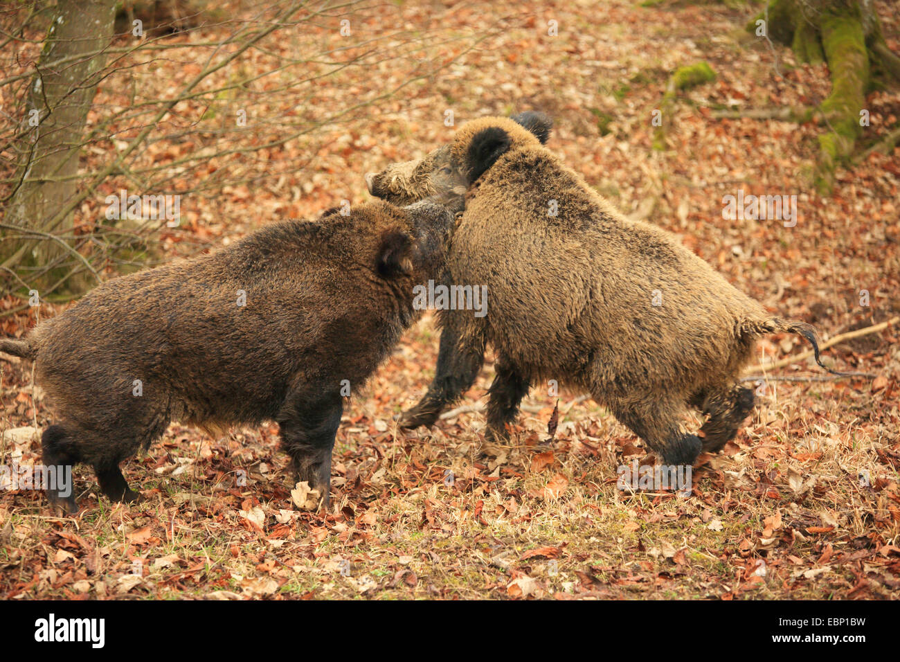 Pigs mating hires stock photography and images Alamy