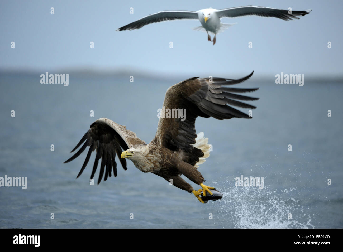white-tailed sea eagle (Haliaeetus albicilla), flying with prey, beset by a Great Black-backed Gull, Norway Stock Photo