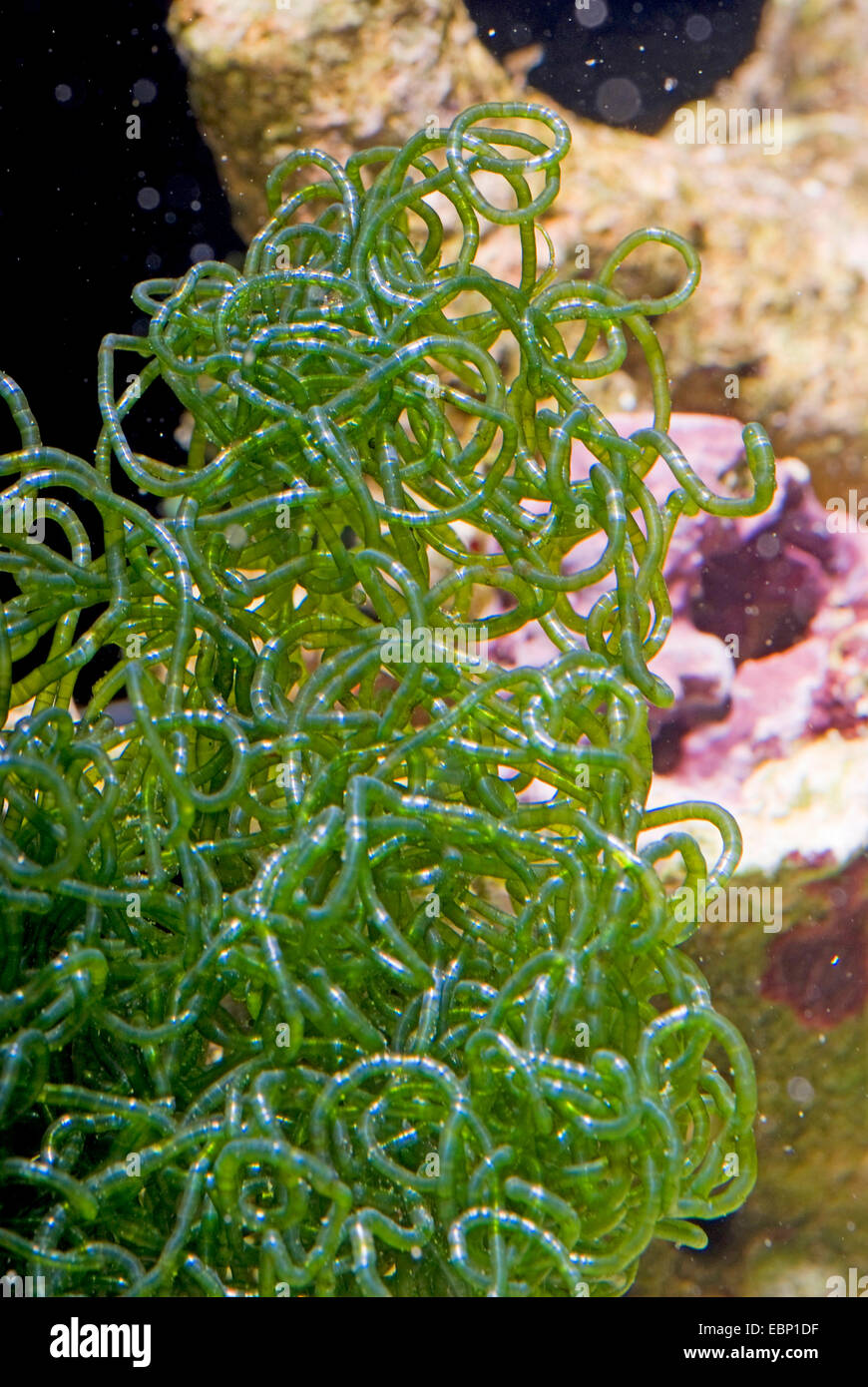 Green seaweed (Chaetomorpha linum), close-up view Stock Photo