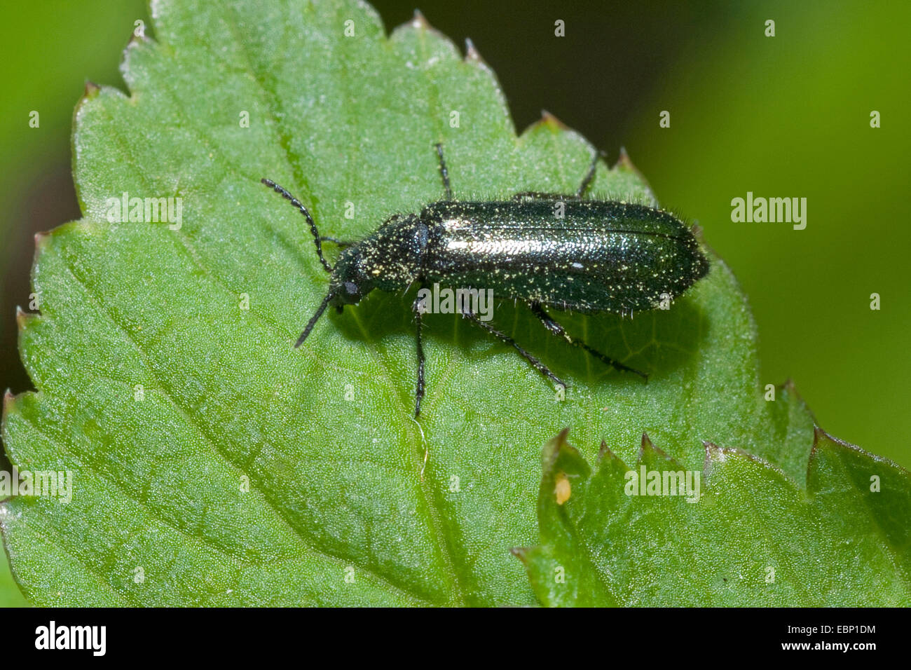 soft-wing flower beetles (Dasytes cyaneus, Dasytes caeruleus), sitting on a leaf Stock Photo