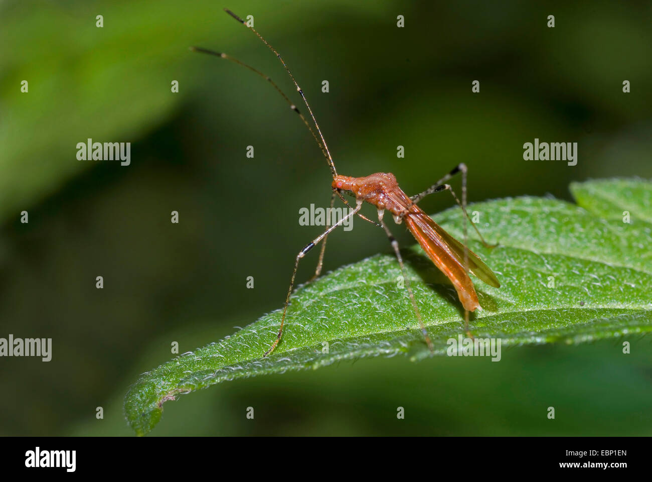 Assassin bug (Metatropis rufescens), on a leaf, Germany Stock Photo