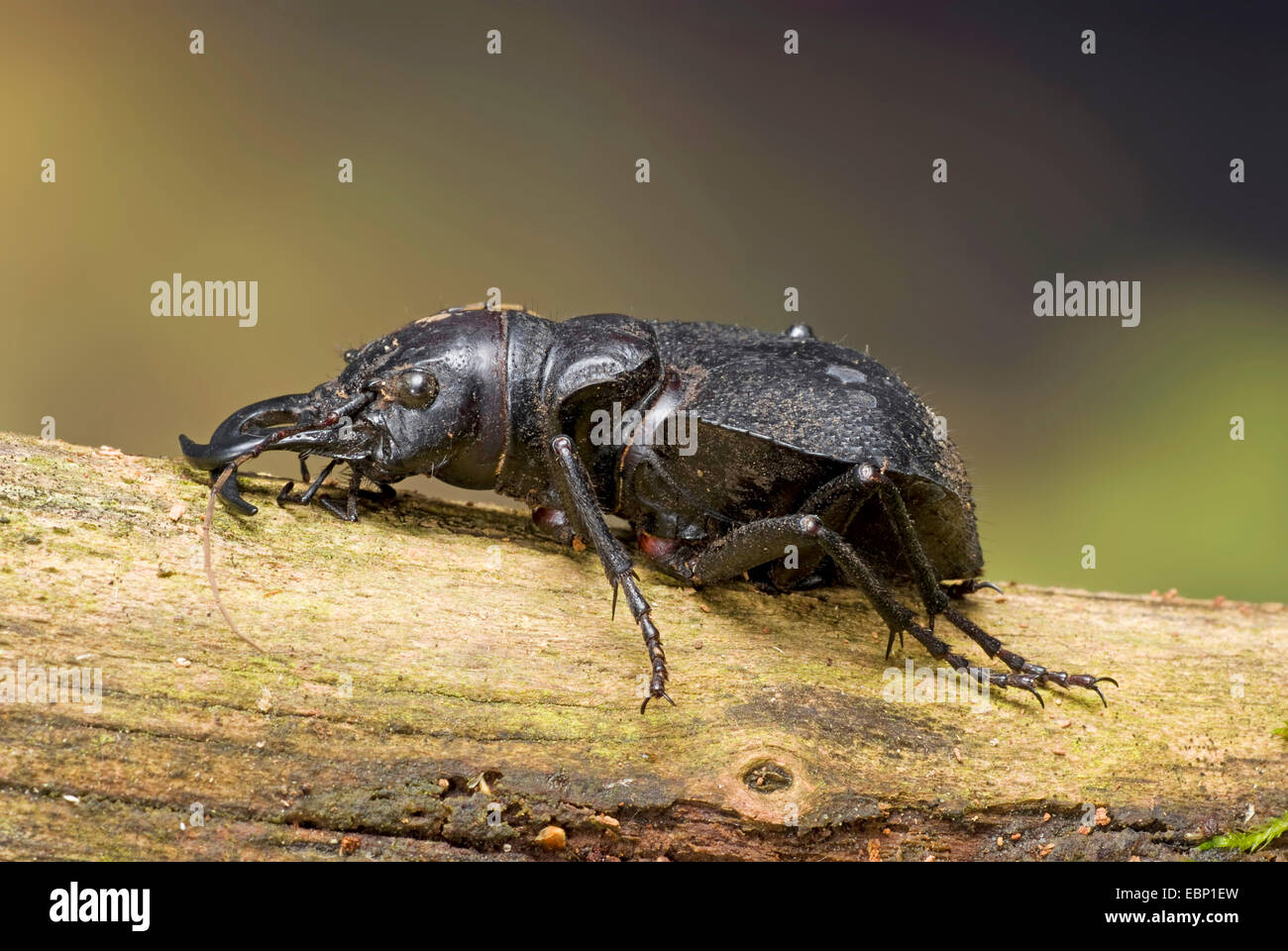 Tiger Beetle (Manticora imperator), on a branch Stock Photo
