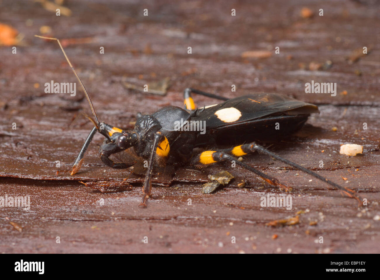 Wite-eyed assassin bug (Platymeris biguttata), on a stone Stock Photo