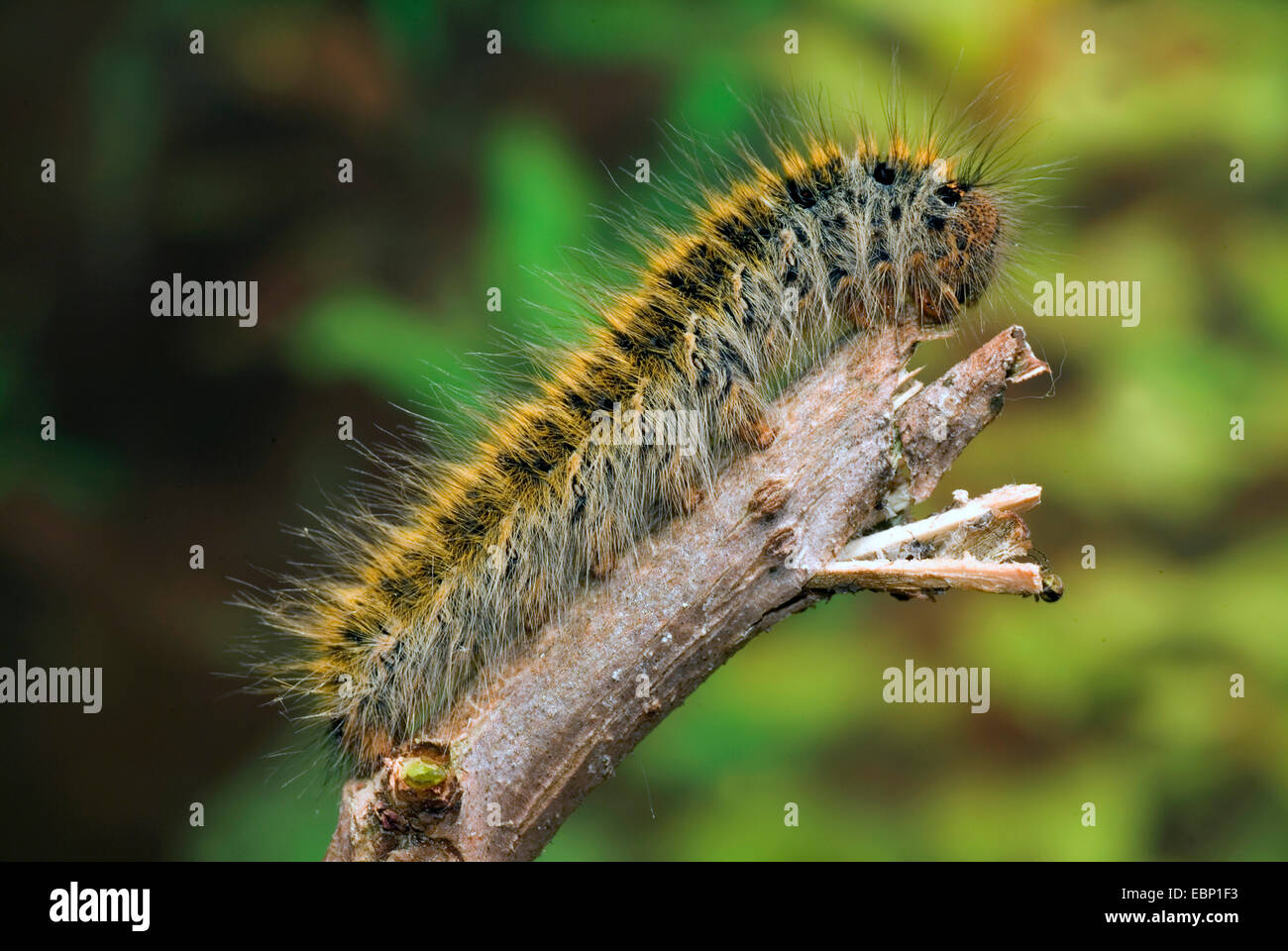 grass eggar (Lasiocampa trifolii, Pachygastria trifolii), caterpillar on a twig, Germany Stock Photo