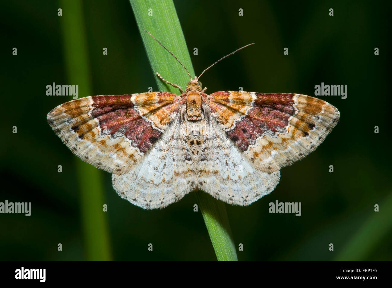 Red Twin-spot Carpet (Xanthorhoe spadicearia), on a leaf, Germany Stock Photo