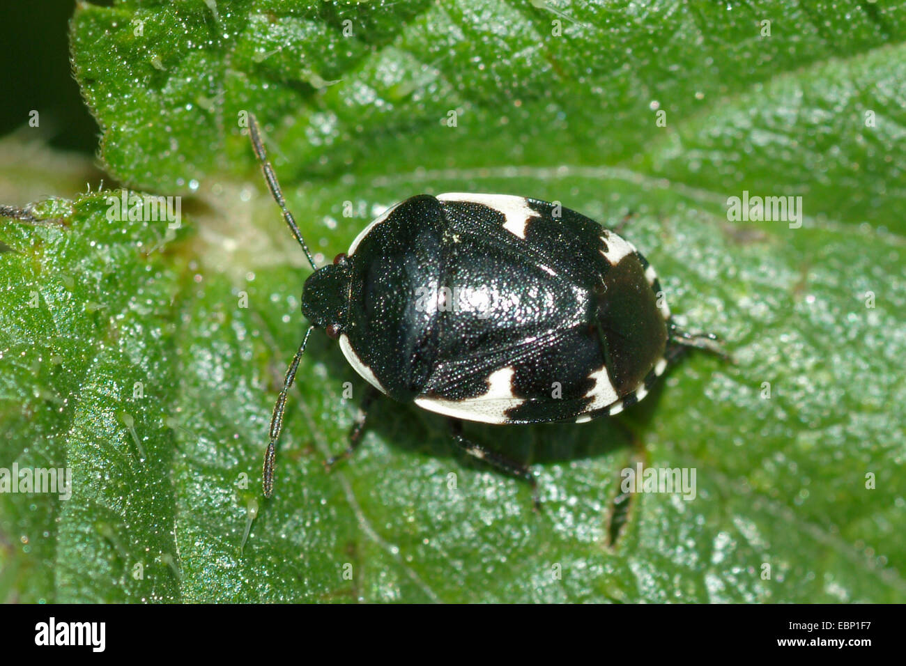 Pied shieldbug (Tritomegas sexmaculatus), on a leaf, Germany Stock Photo