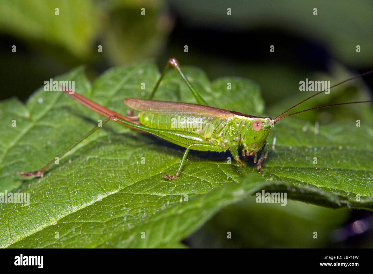 long-winged cone-head, long-winged conehead (Conocephalus discolor), on a leaf, Germany Stock Photo