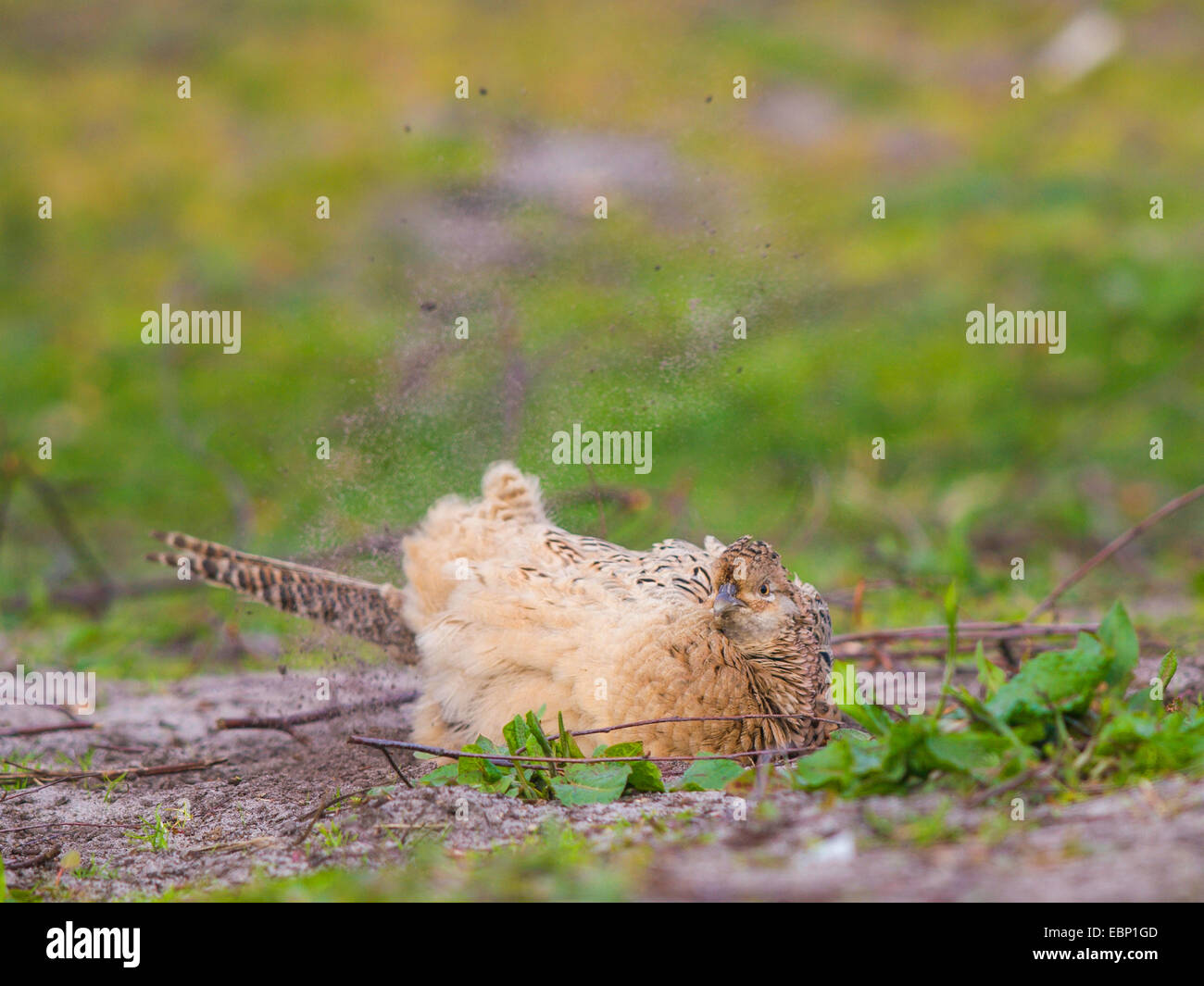 common pheasant, Caucasus Pheasant, Caucasian Pheasant (Phasianus colchicus), female bathing in the dirt, Germany Stock Photo