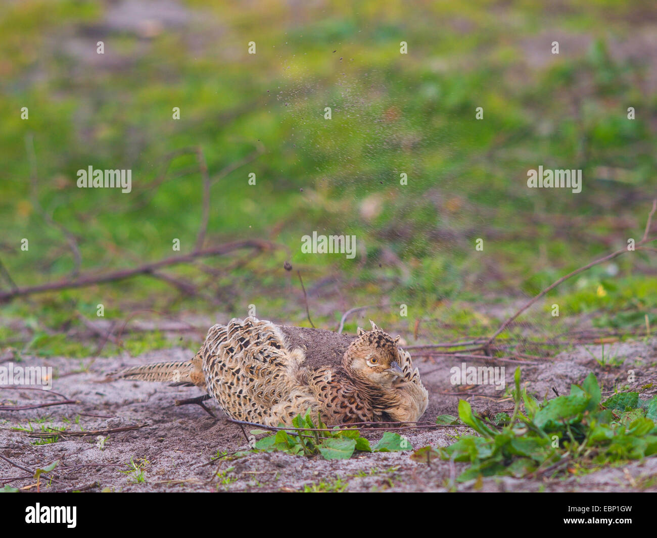 common pheasant, Caucasus Pheasant, Caucasian Pheasant (Phasianus colchicus), female bathing in the dirt, Germany Stock Photo